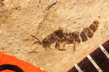Media type: image;   Entomology PALE-1580